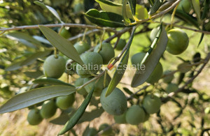 thumb_3559334_croatia-solta-agricultural-land-sale-101-.jpg