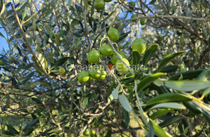 thumb_3559334_croatia-solta-agricultural-land-sale-102-.jpg
