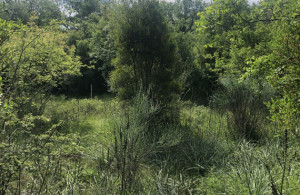 thumb_3560831_img_8923r.jpeg