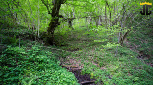 thumb_3565202_proscenje5.jpg