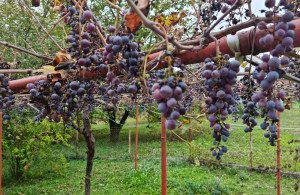 thumb_3566310_outside-fruits.jpg
