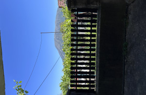 thumb_3571846_img_8870.jpeg