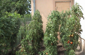 thumb_3574147_dsc00295.jpg