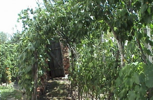 thumb_3574147_dsc00325.jpg