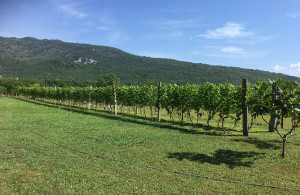 thumb_3576602_4giardino2.jpg