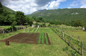 thumb_3576602_5giardino4.jpg