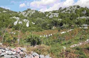 thumb_3582102_sablon-prodaja_20250604_133103_0004.jpg