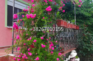 thumb_3585721_17.jpg