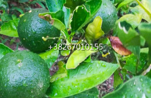 thumb_3585721_7.jpg
