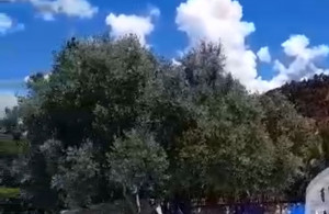 thumb_3591953_screenshot_20250618_133707_gallery.jpg
