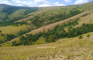 thumb_3593540_2.-zlatibor--mala-cigota.jpg