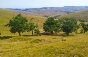 thumb_3593540_8.-zlatibor-plac.jpg