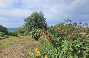 thumb_3596040_img_7021.jpeg