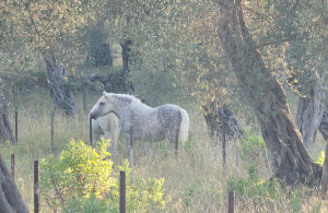 thumb_3599939_img_7217.jpeg