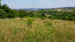 thumb_3601072_4.jpg