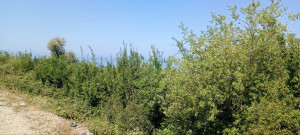 thumb_3602599_photo_7_2025-07-01_01-11-40.jpg