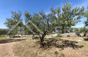 thumb_3607036_ural_land_with_a_countryside_house_in_supetar_for_sale_6.jpg