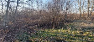 thumb_3609185_6.jpg