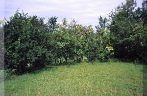 thumb_3611290_6.jpg