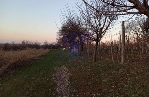 thumb_3614435_image_624ce03d2fc94451e4963834.jpg