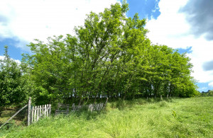 thumb_3619042_5.jpg