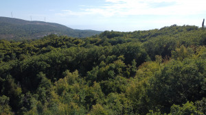 thumb_3623374_dji_0458.jpg