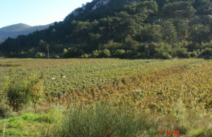 thumb_3640232_zupanje-selo-1.jpg