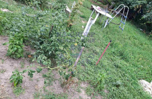 thumb_3645607_image_68877d768c337afab323dbad.jpg