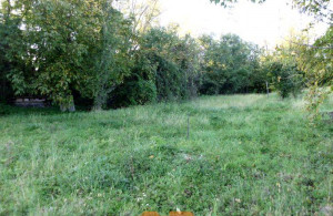 thumb_3650782_img_5295.jpg