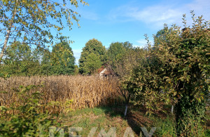 thumb_3662902_26.jpg