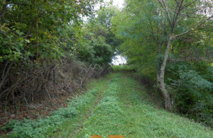 thumb_3666716_dscn8003.jpg