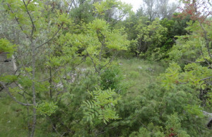 thumb_3671056_dsc00925_resize.jpg