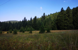 thumb_3679852_7.jpg