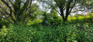 thumb_3684703_9.jpg